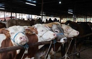 Vatandaşlar kurbanlıklar ile ilgili bilgilere ’Tarım...