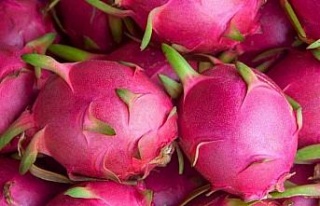 Aydın, tropikal meyve ihracatı yapan şehirler arasına...