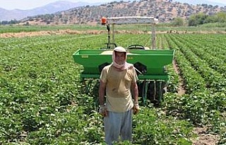 Aydın’da pamuk üreticileri su sıkıntısına...