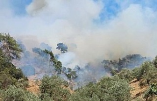 Aydın’daki yangına havadan ve karadan müdahale...