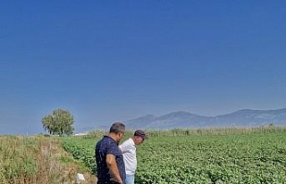Didim’de beyaz altın hasat kontrolleri devam ediyor