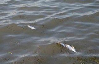 Didim’de üretim çiftliklerinde ölen balıkların...