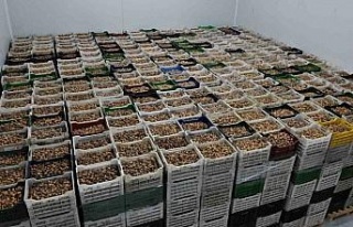 Kuru meyve sektörü 2024 yılında ilk kez 1 milyar...