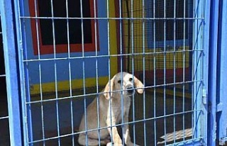 Kuşadası Belediyesi’nin orman yangınından kurtardığı...