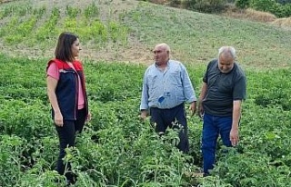 Kuyucak’ta proje kapsamında dağıtılan domates...