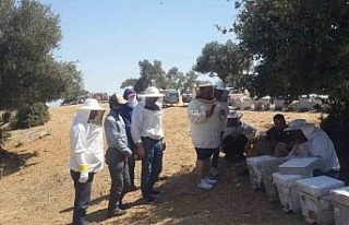 Söke’de Arıcılık Kursu uygulama eğitimleri...