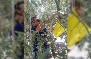 Söke’de zirai mücadele tuzakları kontrol edildi