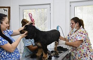 Kuşadası’nda sokak hayvanlarının pet kuaförü...