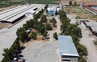 Nazilli Belediye Mezbahası’nda yeni dönem