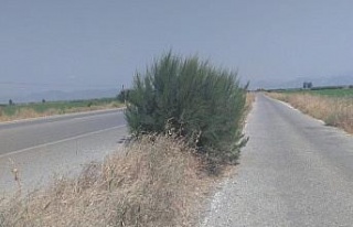 Yol kenarındaki otlar tehlike oluşturuyor