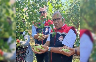 Aydın’da hünnap hasadı başladı
