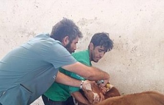 Didim Tarım ve Orman Müdürlüğü’nün aşılama...