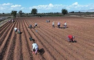 Efeler üretmeye devam ediyor