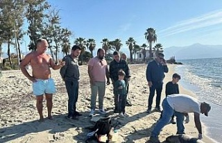 Kuşadası’nda 2 deniz kaplumbağası ölü olarak...