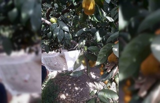 Söke’de narenciye bahçeleri kontrol edildi