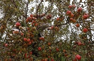 Aydın ve İzmir Yayları’nda elma hasadı tamamlandı