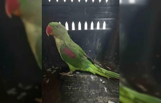 Aydın’da niyetçi olarak kullanılan tavşan ve...