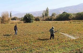Ege’de yaz bitmeyince çiftçiler tarım zararlıları...