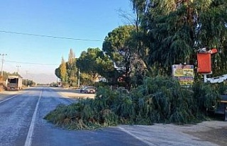Karacasu’da sürücülerin görüşünü engelleyen...
