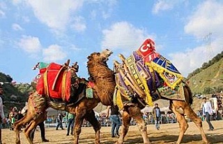 Kuyucak’ta deve güreşi şenlikleri yapılacak