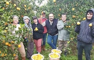 Aydın’da portakal üreticisi bu yıl umduğunu...