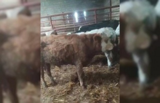 Aydın’dan çalınan hayvanlar Kayseri’de bulundu
