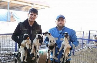 Başkan Çerçioğlu’nun “Aile Tipi Koyunculuk...