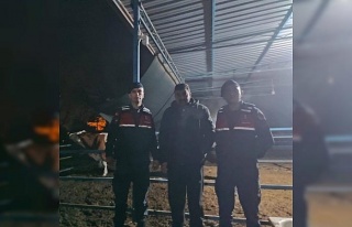 Besihaneden kaçan ineği jandarma buldu