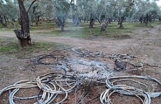 Çaldıkları enerji kablolarını yakınca yakalandılar
