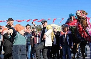 Görücüye çıkan develer ilginç görüntülere...