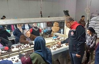 Kestanenin Aydın’dan ihracat yolculuğu başlıyor