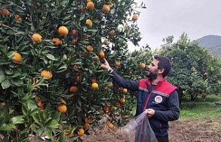 Koçarlı’da narenciye bahçeleri kontrol altında