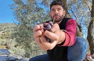 Nakil iki koluyla sorunsuz hasat yapıyor