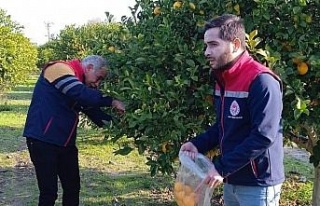 Narenciyede numune alımları sürüyor