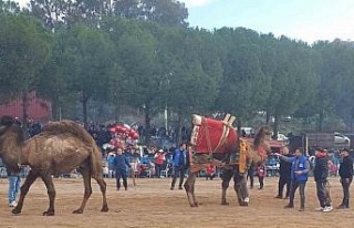 Pehlivan develer Köşk arenasında kozlarını paylaaştı