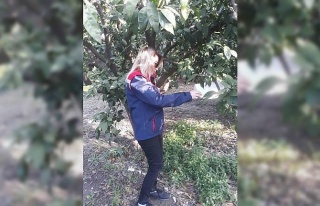Narenci bahçelerinde zararlı sayımı yapıldı