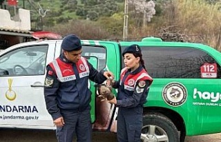 Aydın’da Kızıl Şahin yaralı halde bulundu