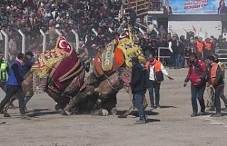 Bozdoğan’daki deve güreşi festivali, renkli görüntülere...