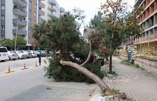 Devrilen ağaç yolu trafiğe kapattı