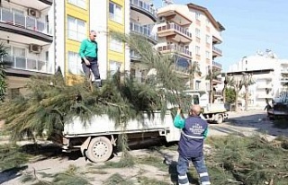Efeler Belediyesi ağaç budama ve bakım çalışmalarını...