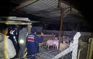 Jandarma ekipleri kayıp hayvanları bularak sahibine...