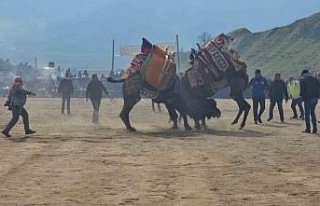 Kuyucak’taki deve güreşlerini 15 bin kişi izledi
