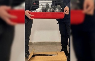 Postacı güvercinleri çaldılar, jandarmadan kaçamadılar