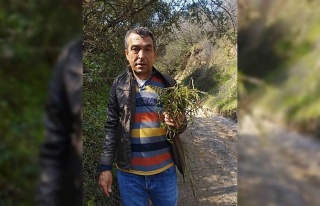 Aydın’ın acı otu kedirgen ve sarmaşıklar yüzünü...