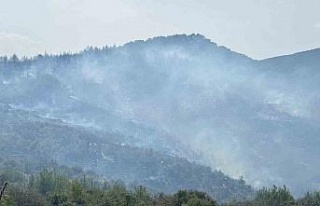 Bozdoğan’daki orman yangını kontrol altına alındı