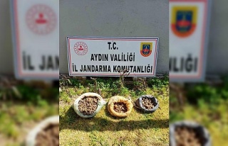Didim’de 10 kilo salep toplarken yakalandılar