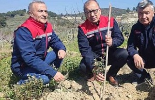 Kuşadası ve Didim’de 540 adet sakız fidanları...
