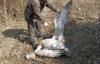 Nesli tehlike altında olan tepeli pelikan vurulmuş...