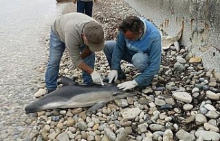Yeşil Deniz Kaplumbağası ve Tırtak Yunus Kuşadası...