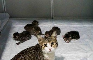 Akıllı kedi doğum için veterinere geldi
